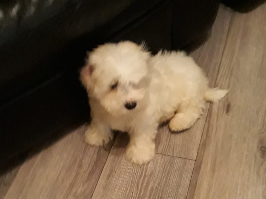 Maltese Pup with a Maltese Dad and Bichon Frise Mother for sale 3